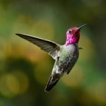 hummingbird, bird, beak, wings, feather, plumage, male, annas, nature, wildlife, wild, animal, hummingbird, hummingbird, hummingbird, hummingbird, hummingbird